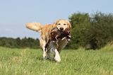 GOLDEN RETRIEVER 407